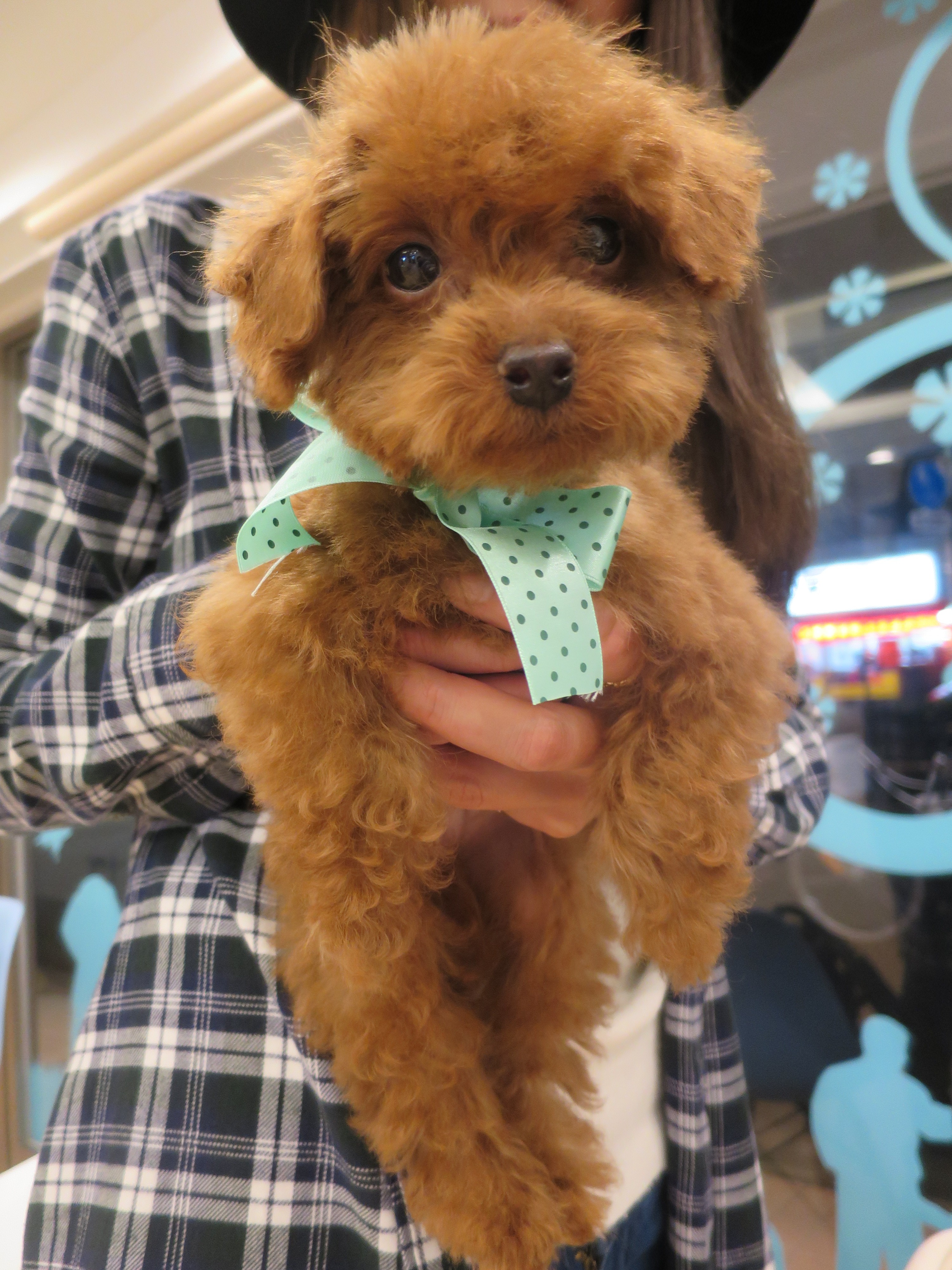 トイプードル 子犬 パピートリミング！！ 江古田まさ動物病院 練馬区江古田の動物病院