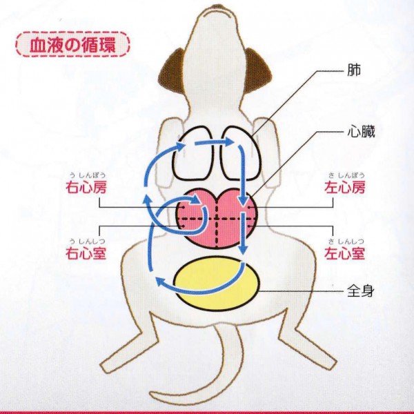 症 弁 僧 不全 帽 犬 閉鎖